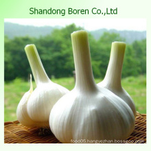 Chinese Fresh White Garlic in Hot Sale